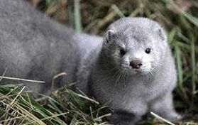 ミンク VanFROSTED バニラフロスト ビキニエリート優勝 FWJ IFBB Aprilis Championships オリンピア つけまつげ 2023 2024 フィットネス大会 ボディービルディング bikini fitness body building fwh 初心者 ヒール つけま ハリウッド 歴史 マリリン モンロー オードリー ヘップバーン キャッツアイ USP stamp Marilyn Monroe