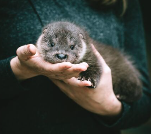 VanFROSTED バニラフロスト ビキニエリート優勝 FWJ IFBB Aprilis Championships オリンピア つけまつげ 2023 2024 フィットネス大会 ボディービルディング bikini fitness body building fwh 初心者 ヒール つけま つけまつ毛 ミンク 素材 毛皮