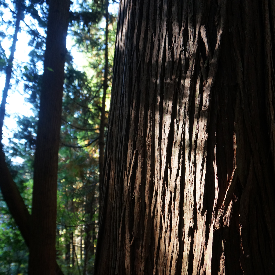 old bold tree trunk , hiking Saitama Japan